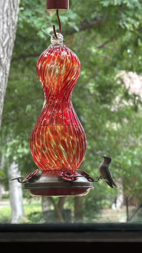 Ruby-throated Hummingbird