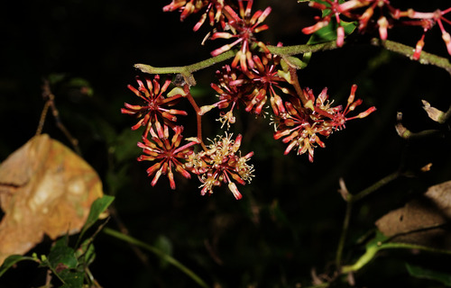 Smilax bracteata, photograph 1