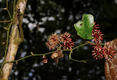 Smilax bracteata, photograph 2
