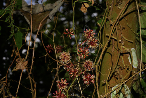 Smilax bracteata, photograph 3