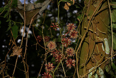 (c) 呂一起(Lyu yi-chi), some rights reserved (CC BY) Smilax bracteata, photograph (c) 呂一起(Lyu yi-chi), some rights reserved (CC BY)