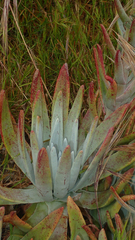 Dudleya virens