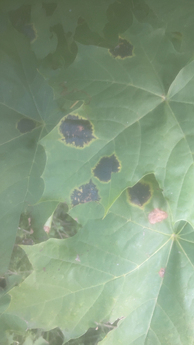 Black Tar Spot