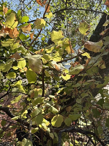 Styrax redivivus, 2026-09-08