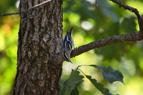 Black-and-white Warbler