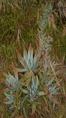 Dudleya virens