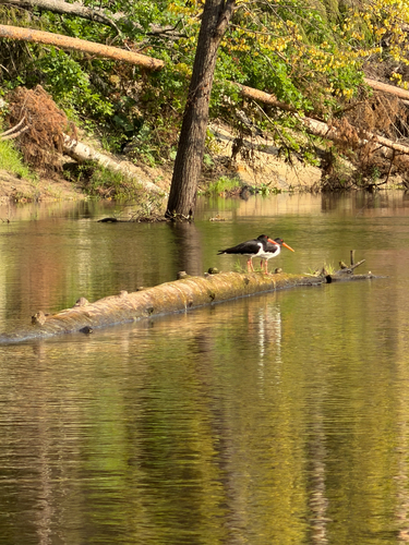 iNaturalist image