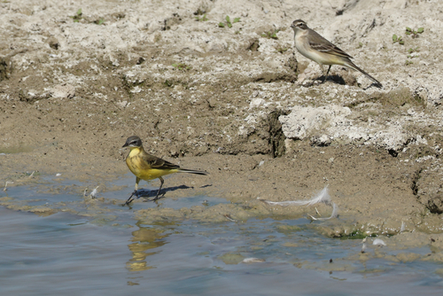 iNaturalist image