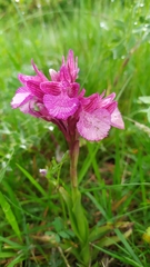 Anacamptis papilionacea grandiflora