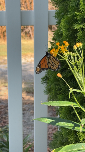 Monarch