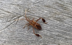 Leptoglossus clypealis