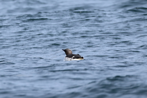 Common Murre