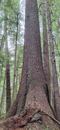 Sitka spruce