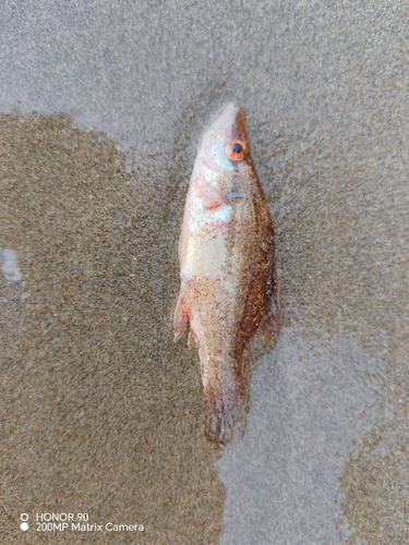 Pointed-snout Wrasse