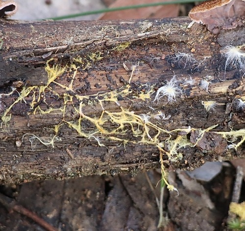 Rhizochaete filamentosa, 2026-09-08