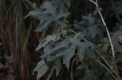 Montanoa grandiflora