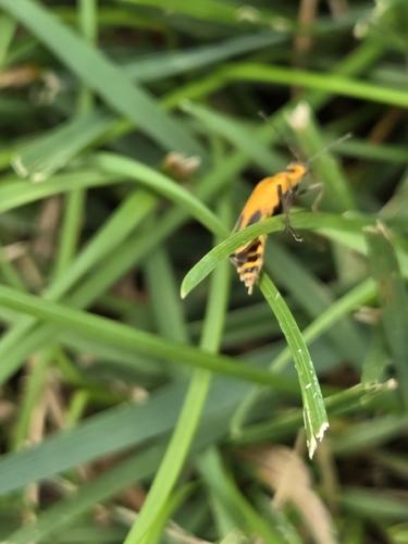 Goldenrod Soldier Beetle