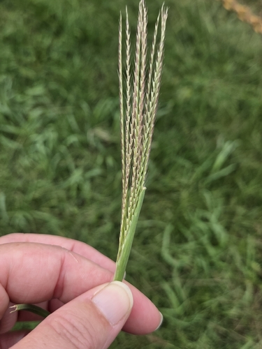 tumble windmillgrass