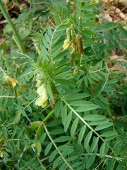Vicia ciliatula