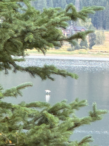 American White Pelican
