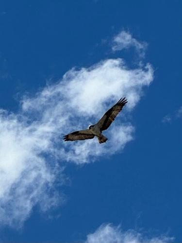 Osprey