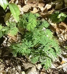 Dicentra cucullaria