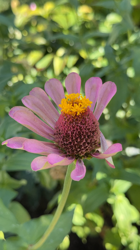 Elegant Zinnia