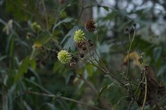 Montanoa grandiflora