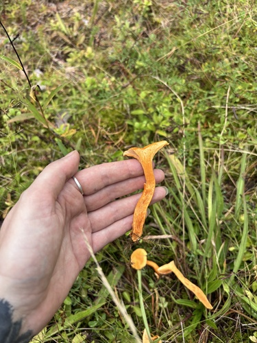 False Chanterelle