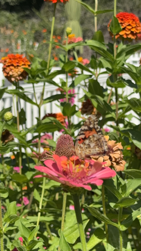 Painted Lady