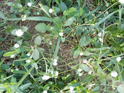 prostrate globe-amaranth