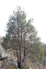 Juniperus poblana