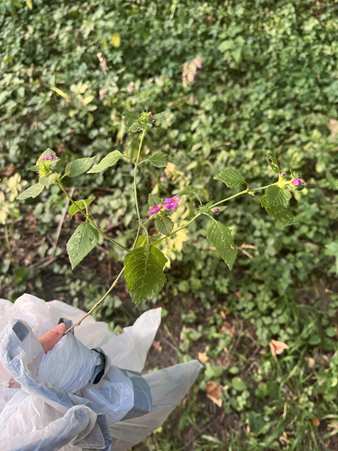 Hairy Hemp-nettle