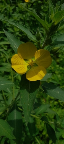 Peruvian primrose-willow