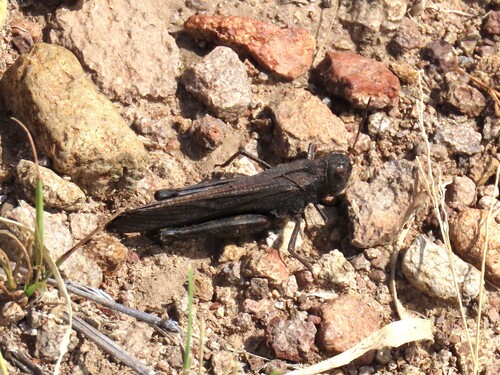 Red-winged Grasshopper
