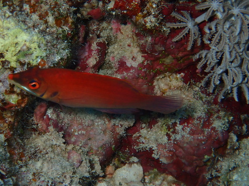 Pseudocheilinus evanidus observed 2026-09-08