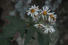 Montanoa grandiflora