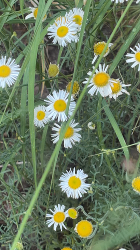 Plains fleabane