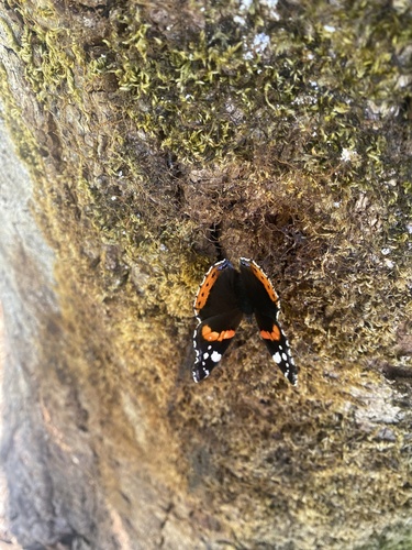 Red Admiral