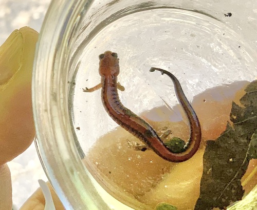 Eastern Red-backed Salamander