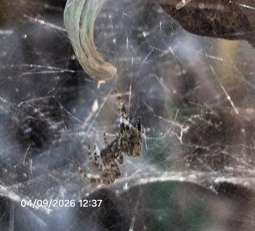 Tropical Tent-web Spider