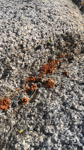 iNaturalist observation photo of Sagebrush Goldspeck Lichen