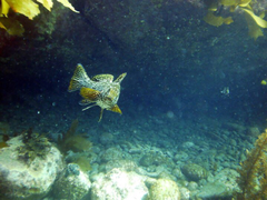 Aplodactylus arctidens