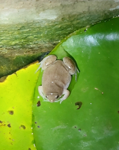 Western Narrow-mouthed Toad