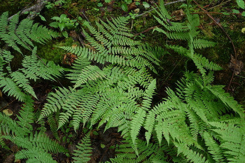 Diplazium sibiricum, photograph 4