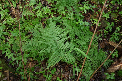 Diplazium sibiricum, photograph 5