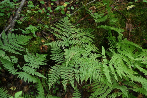 Diplazium sibiricum, photograph 3