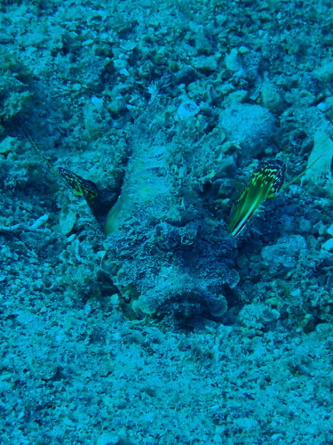 Inimicus filamentosus observed 2026-09-08