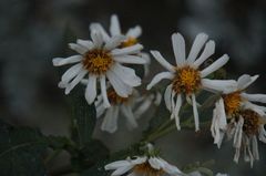 Montanoa grandiflora