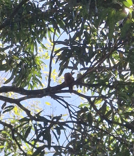 Golden Lion Tamarin